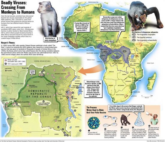 Scientists have discovered that the cousin of the HIV virus actually developed in primates millions of years ago. Knowing how they fought off the virus will help us develop human immunity. 