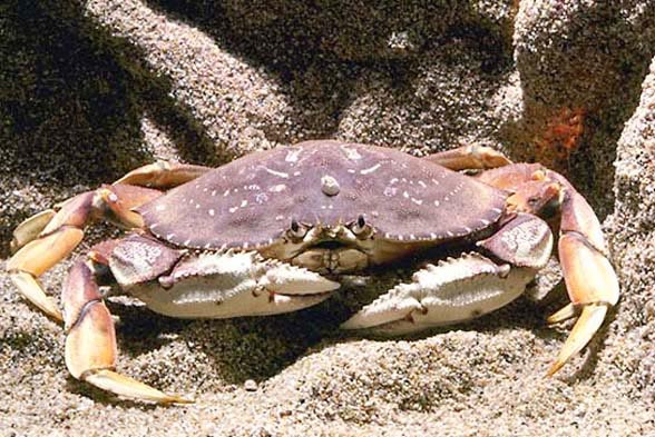 Research published by the Journal of Experimental Biology reveal that crabs feel electric shock.  Crabs are often killed and prepared without any regard for whether they feel pain.