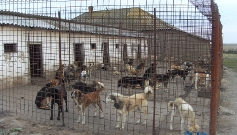 The stray dog problem in Romania is worse than ever with many dogs being shot in the streets or picked up by the dog mafia and left in  "dog death camps"  where they experience inhumane conditions, little food and water.