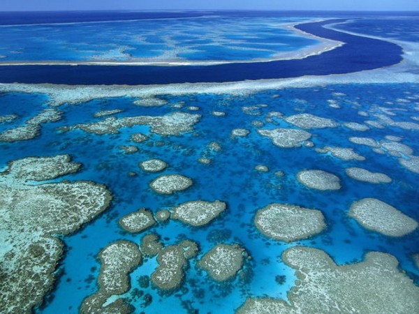 UNESCO could pull the Great Barrier Reef’s World Heritage status if proposed coal facilities go through.  Australian gov't critized for not doing more to protect the reef.