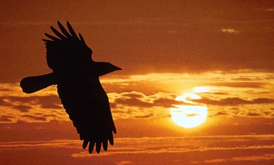 According to Native American folklore, the Raven symbolizes change and transformation.  They are also the bearers of magic and can heal long distance.  Interestingly, they were thought to be the keepers of secrets and can help us expose the truth behind those secrets and wing us back to health and harmony.