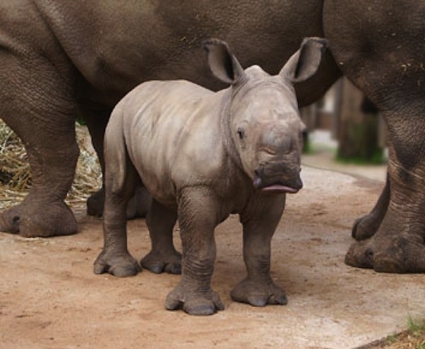 Researchers at the Chester Zoo in the UK have spent the past five years carefully monitoring the hormone levels of their female rhinos to determine their overall health and when they are most fertile.  After a decade during which the zoo had no new baby rhinos, there have now been four births in the past four years.  They hope to help other zoos around the world increase their birth rates also so many can be released back into the wild.  They are on the critically endangered lis due to the demand by some cultures for their horns.