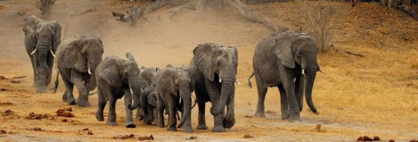 Two herds of elephants traveled 12 hours to honor “Elephant Whisperer” Lawrence Anthony, who died in March. They stood  vigil for two days. 