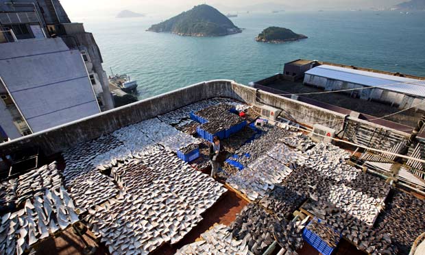 Environmentalists are outraged after approximately 18,000 shark fins were discovered drying out on a rooftop in Hong Kong, hidden from public view. The delicacy, often used in soup, is very popular in China. But the practice of fisherman removing the animal's fin and throwing it back into the sea to die, and the over-harvesting of sharks, has begun to change public opinion