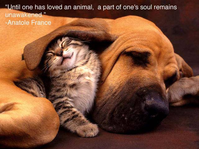 animal love