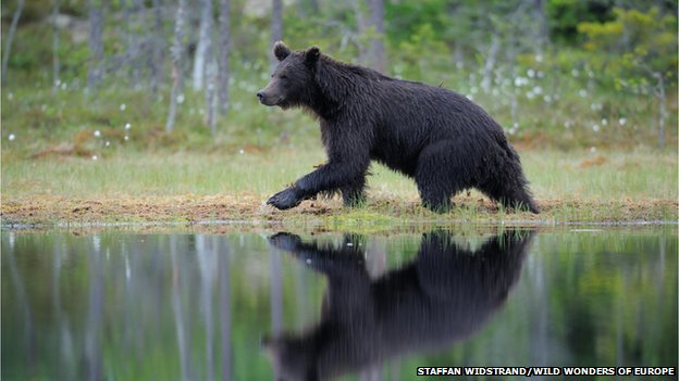 Wildlife conservationists in Europe say that certain species such as bear, bison, beaver, wolves and eagles have made a comeback over the past 50 years due to protection and curbs on hunting and pollution.