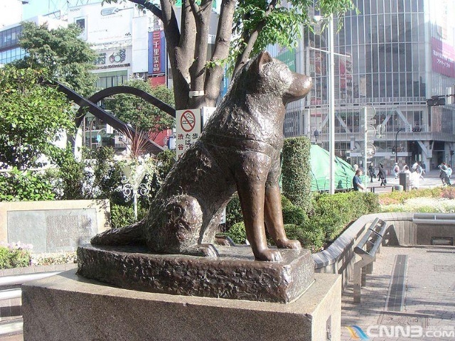 Hachiko was a golden brown Akita who belonged to a Japanese professor.  Every day the dog met his owner in front of the Shibuya Train Station in Tokyo when he returned from work.  One day in 1925, the owner died of a brain hemorrhage and never returned home.  But for the next 9 years, Hachiko faithfully went to the exact same spot every day to wait for him. Each year on April 8th, a memorial service is held to honor him in front of his bronze statue.