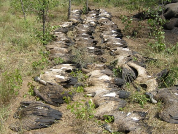 Poachers in Africa are poisoning the discarded carcasses of elephants in an attempt to kill masses of vultures who would typically fly above the scene and alert authorities.  Thousands have been killed, and their population is now at risk.  Vultures are not only important to the eco-system because they clean up a garbage scene, but they can also prevent the spread of disease.