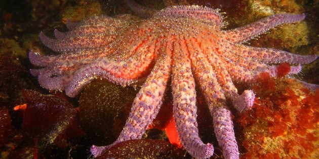 Marine ecologists are very concerned that the sunflower sea star population from Alaska to California have almost completely disappeared in the past few months. They are suffering from a mysterious disease called "wasting syndrome" where they lose their limbs and/or turn into a gelatinous goo. Other varieties on the East Coast have also been affected. These sea stars are important to the marine eco system because they eat the black mollusks which will now take over (to the detriment of other marine species).