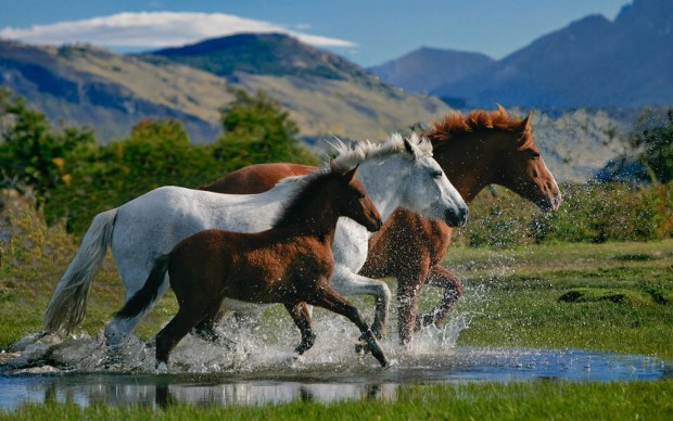 a field of horses