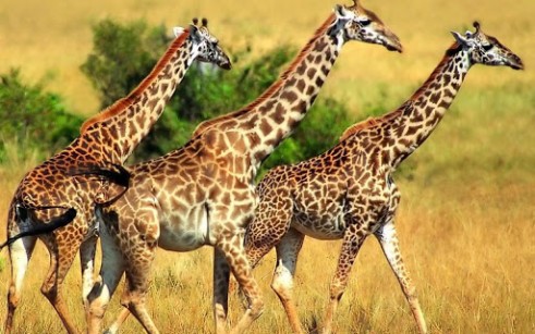 Considered one of the most spiritual animals, giraffes are not territorial and their loose herds of typically no more than 20 have no leaders. Aggression will between the males to win a female, but unlike humans, the winner will not chase the loser out and will co-exist peacefully afterwards.
